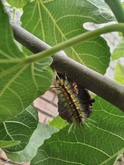 Apatelodes pudefacta