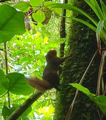 Microsciurus alfari