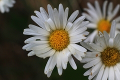 Aster bellidiastrum