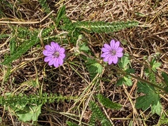 Geranium pyrenaicum