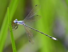 Lestes eurinus