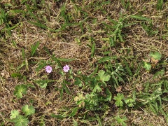Geranium pyrenaicum