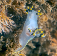 Polycera tricolor