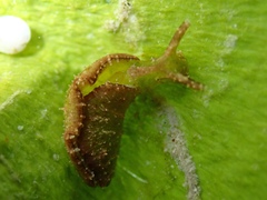 Elysia subornata
