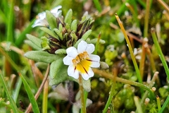 Euphrasia antarctica