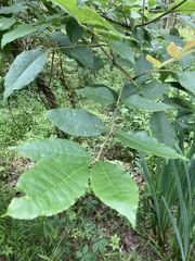 Fraxinus pennsylvanica lanceolata