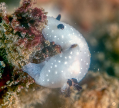 Cadlina limbaughorum