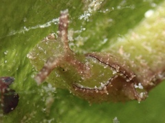 Elysia subornata