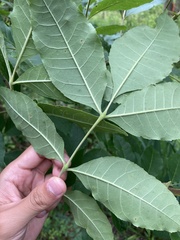Fraxinus pennsylvanica lanceolata
