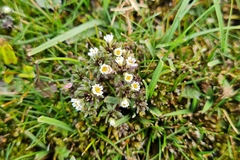 Euphrasia antarctica