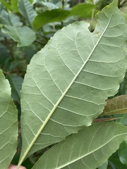 Fraxinus pennsylvanica lanceolata