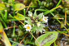 Euphrasia antarctica