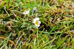 Euphrasia antarctica