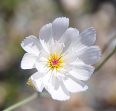 Atrichoseris platyphylla