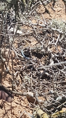 Aspidoscelis labialis