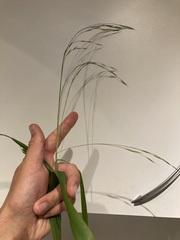 Bromus ramosus