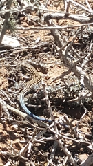 Aspidoscelis labialis