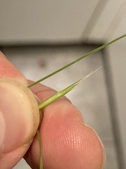 Bromus ramosus