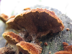 Inonotus fulvomelleus