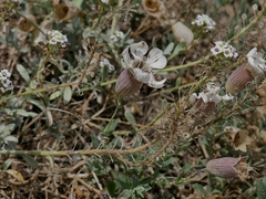 Silene uniflora uniflora