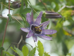 Passiflora