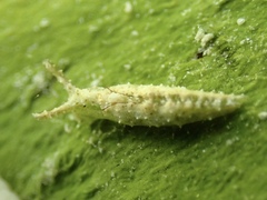 Elysia subornata