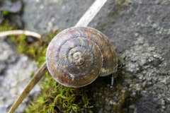 Helicigona lapicida