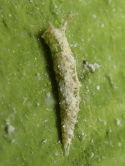 Elysia subornata