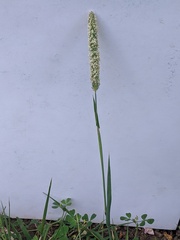 Phleum bertolonii