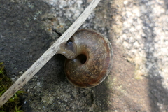 Helicigona lapicida