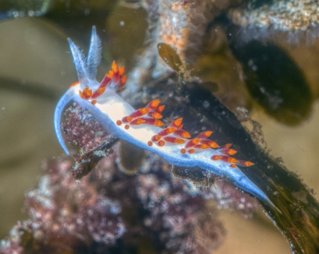 RedHeaded Aeolid from Avalon, CA 90704, USA on June 10, 2022 at 1109