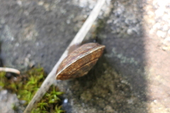 Helicigona lapicida