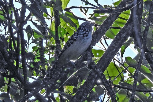 Spot-backed Antshrike