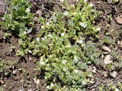 Image of Nemophila spatulata by no rights reserved