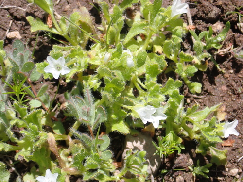 Image of Nemophila spatulata by no rights reserved
