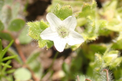 Nemophila spatulata