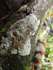 Placopsis gelida