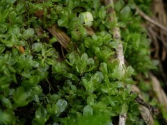 Rhizomnium pseudopunctatum