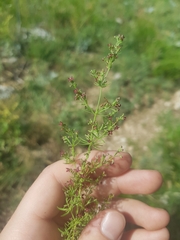 Galium rubrum