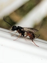 Aulacidae