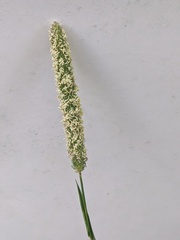 Phleum bertolonii