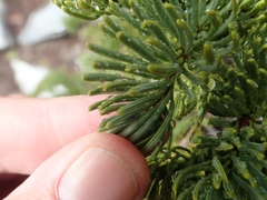 Abies magnifica shastensis