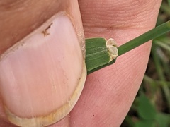 Phleum bertolonii