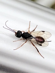 Aulacidae