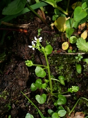 Cochlearia pyrenaica