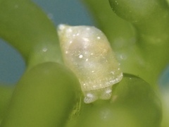 Volvatella bermudae