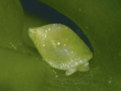 Volvatella bermudae