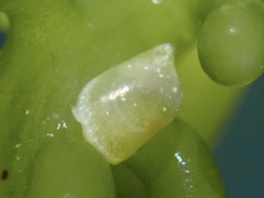 Volvatella bermudae
