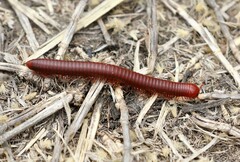 Trigoniulus corallinus