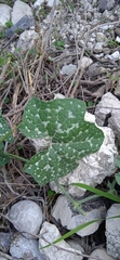 Cucurbita pedatifolia